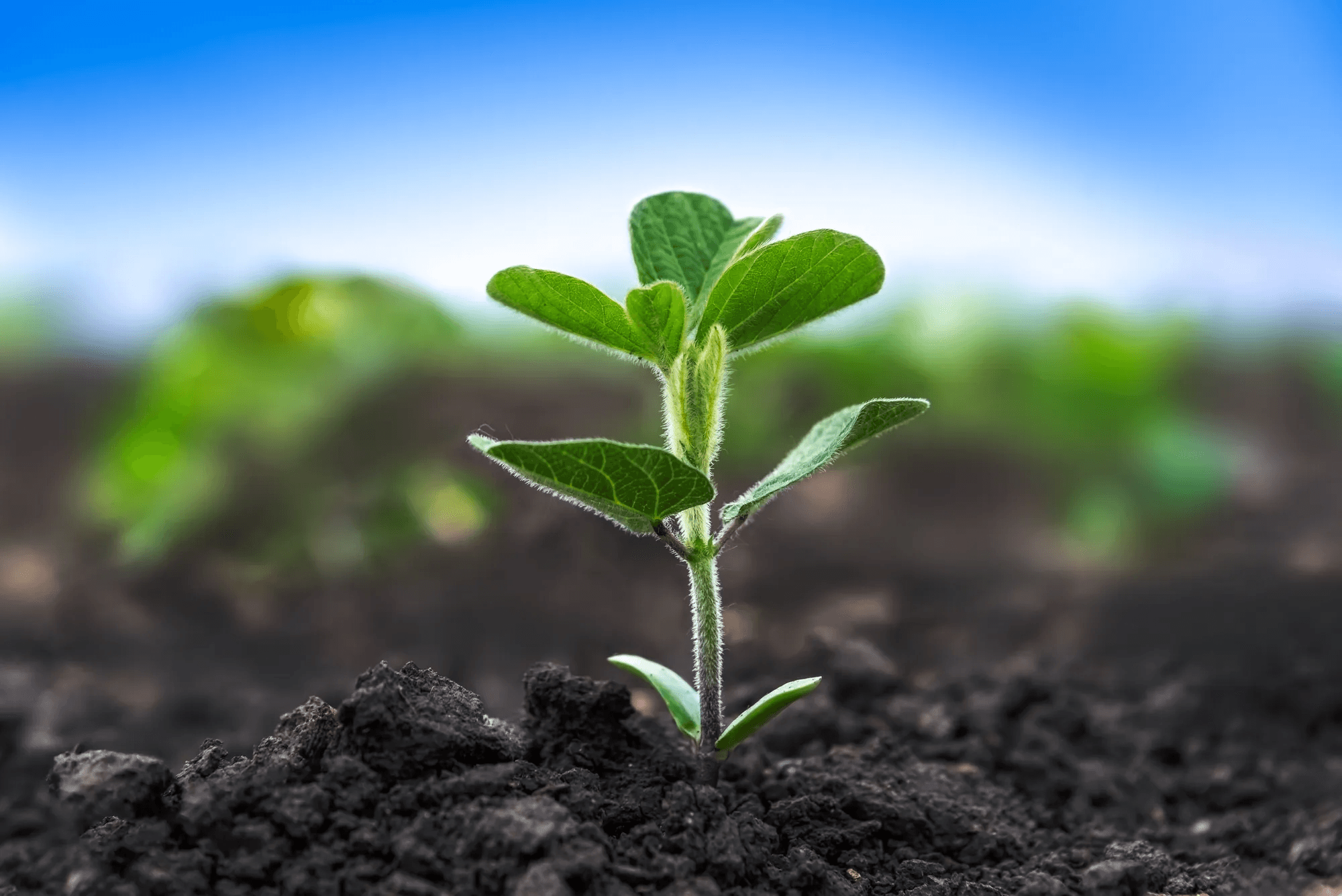 Growth Stage Model