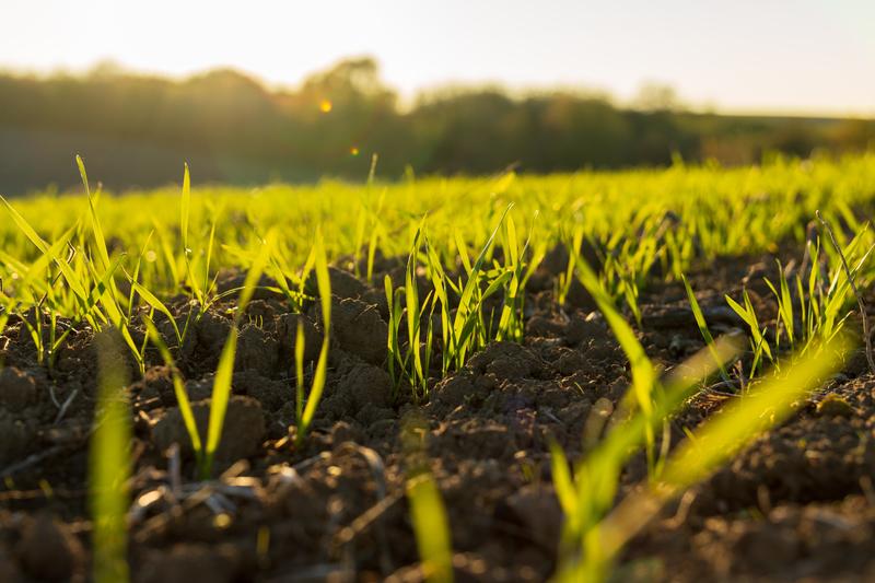 Regional Crops and Growth Scale Catalogs